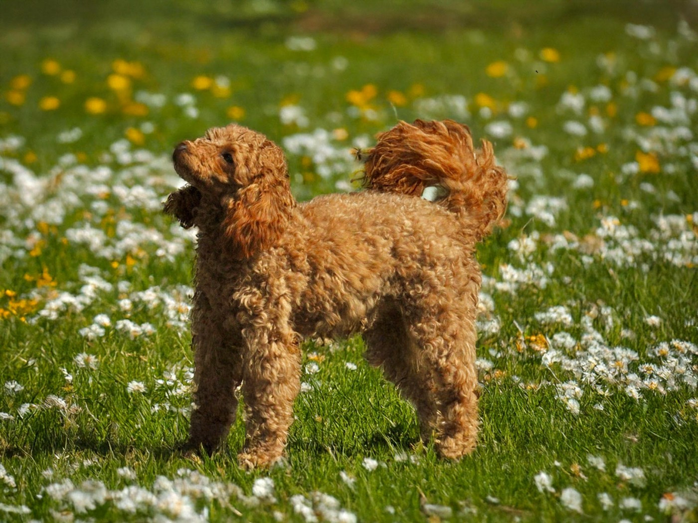 Vivid Souvenir of Dypsie del rey rakachi