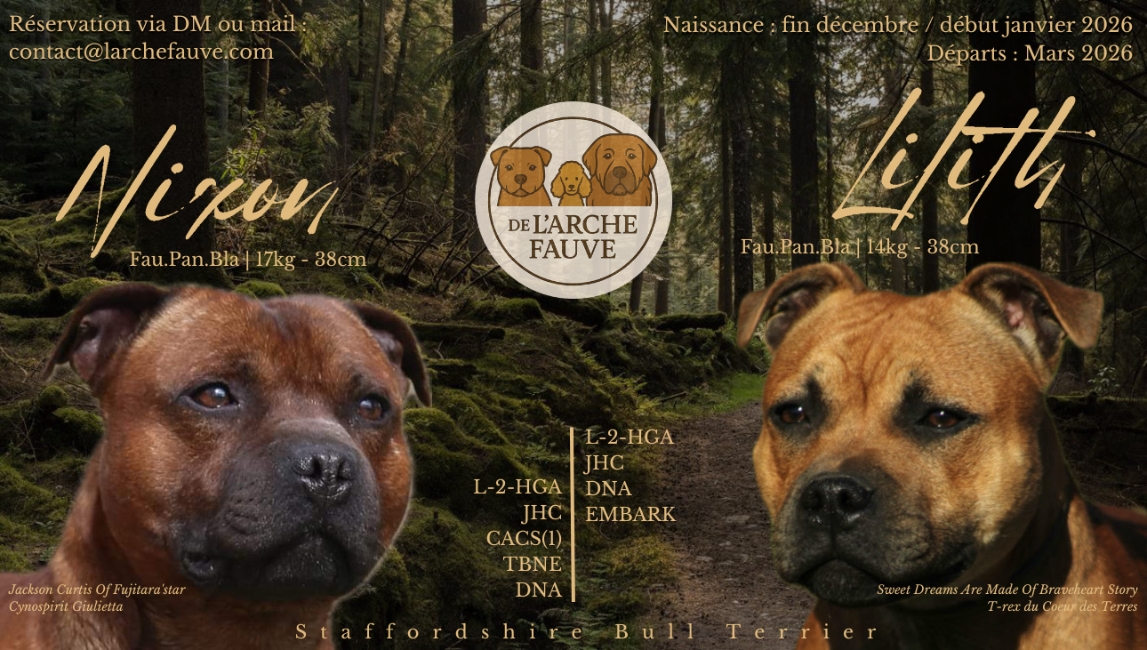 Chiot Staffordshire Bull Terrier De L'Arche Fauve