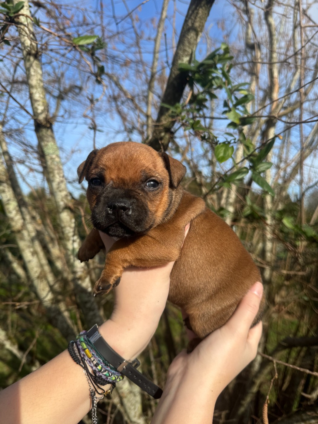 De L'Arche Fauve - Chiots disponibles - Staffordshire Bull Terrier