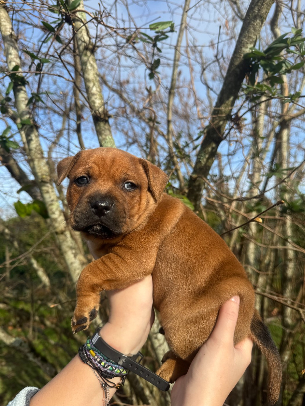 De L'Arche Fauve - Chiots disponibles - Staffordshire Bull Terrier