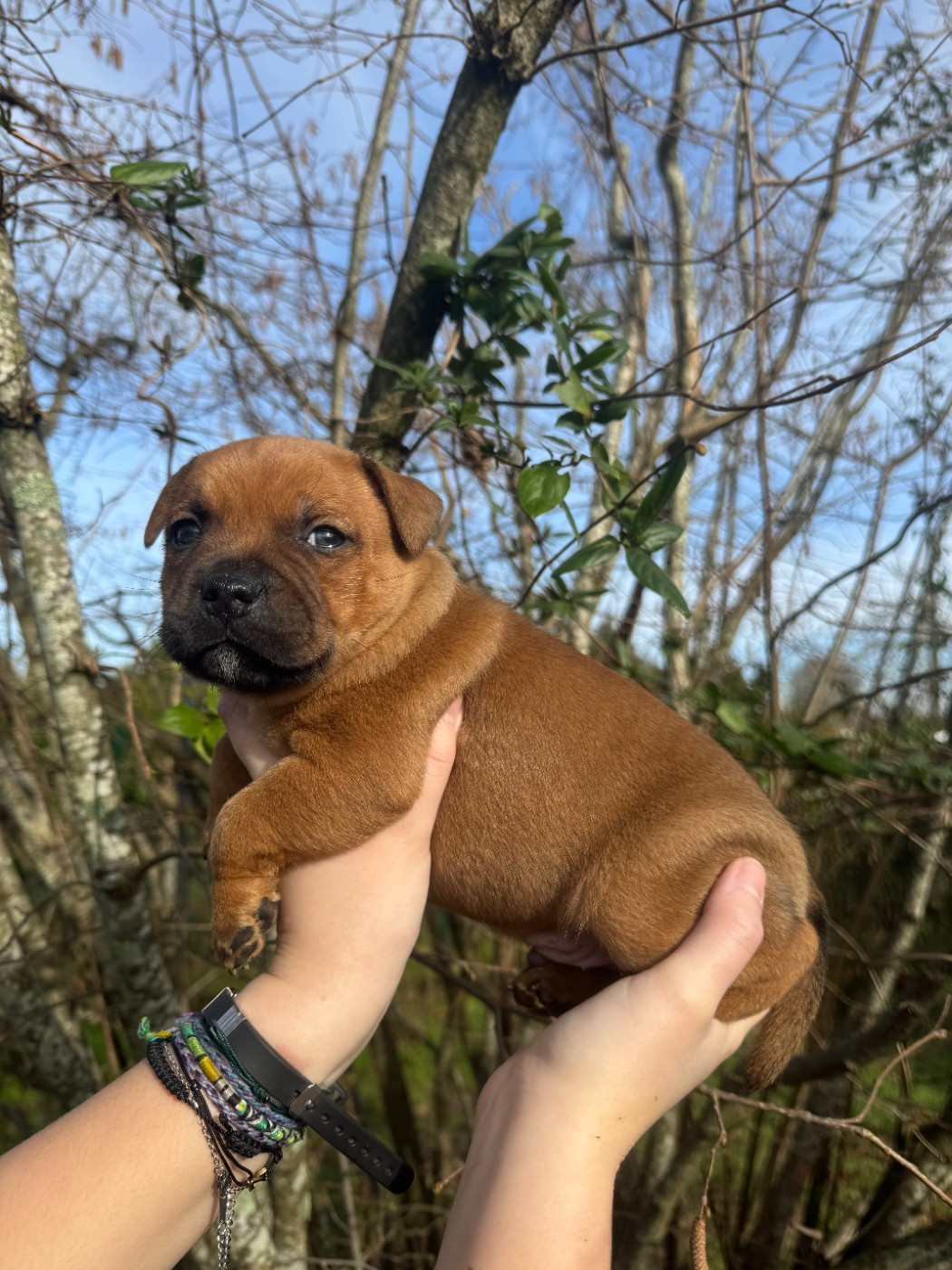 De L'Arche Fauve - Chiots disponibles - Staffordshire Bull Terrier