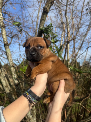 Mâle Collier Marron